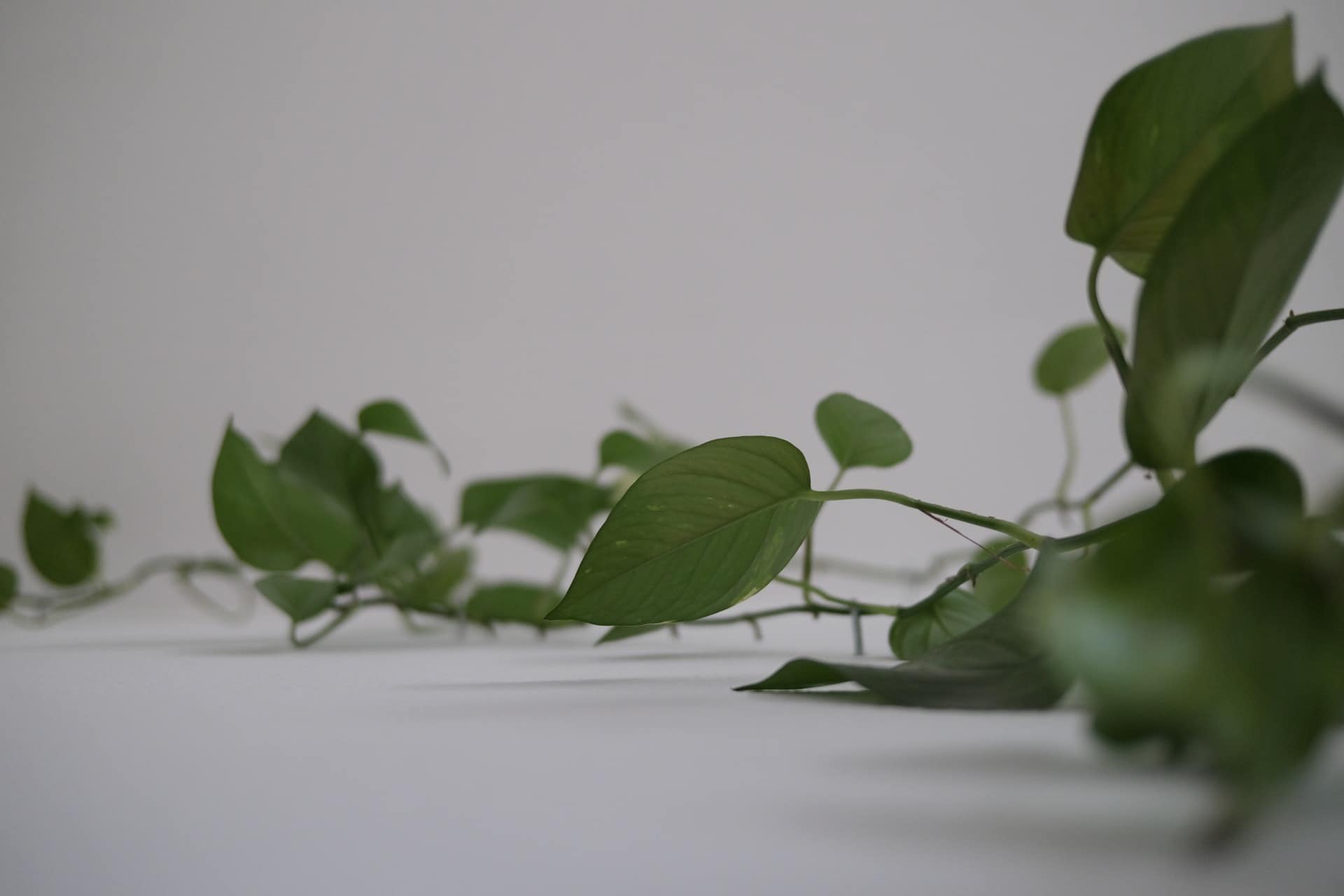 Amanda Bucheli Chnätwärch Luzern